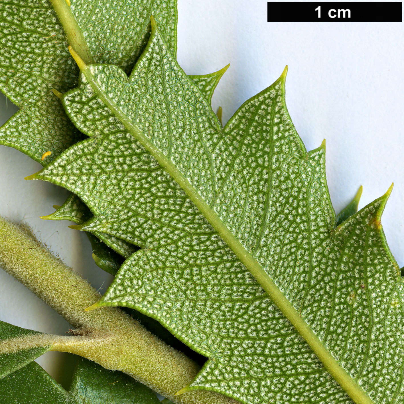 High resolution image: Family: Proteaceae - Genus: Dryandra - Taxon: quercifolia